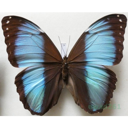 Morpho patroclus orestes Weber, 1944 Peru 116mm24